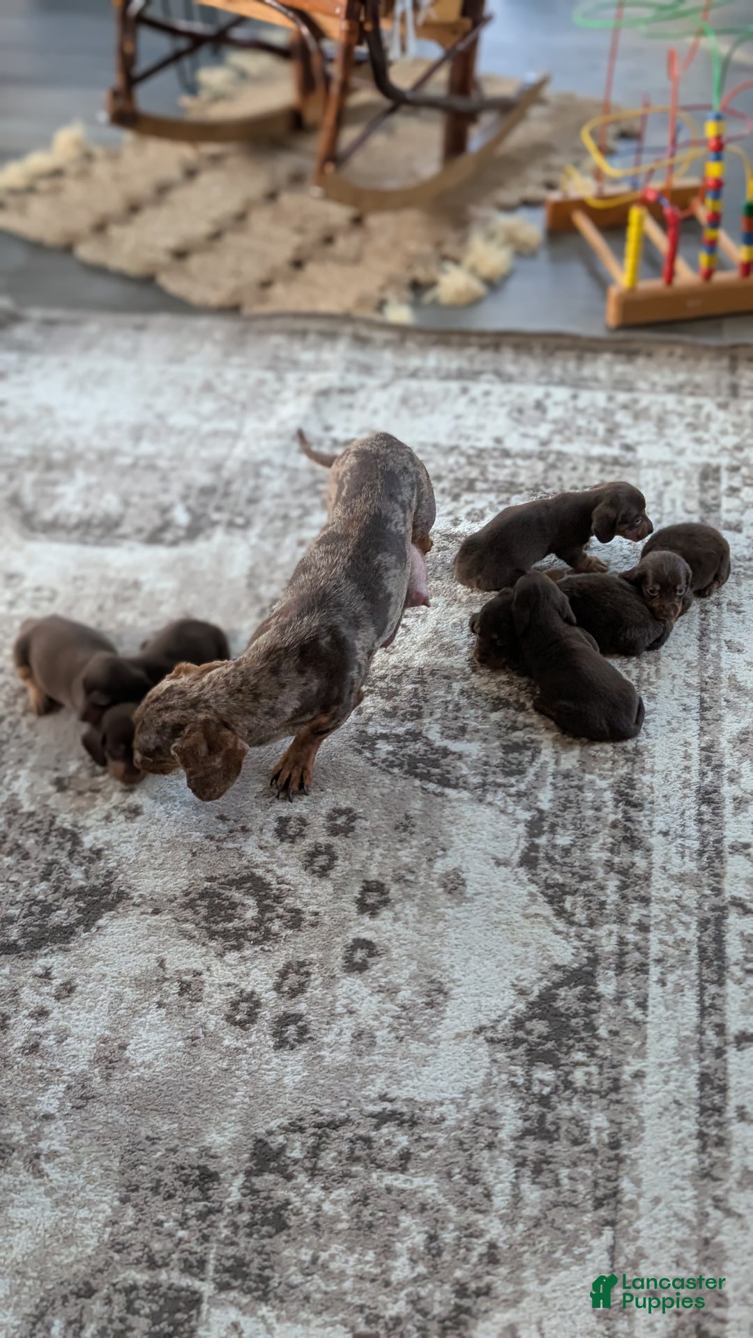 Miniature Dachshund dogs for sale: Iris - Ad 17