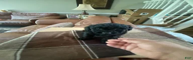 Toy Poodle 2
