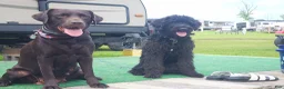 Labradoodle dogs for sale: Labradoodle 1 - Ad 7