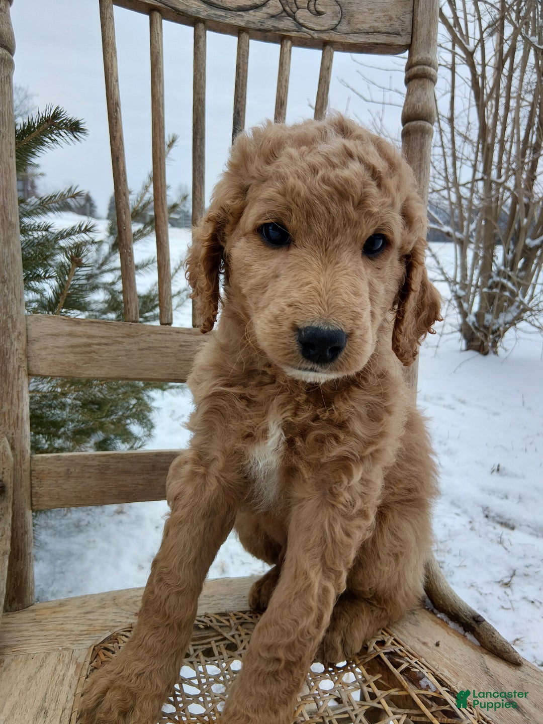Irish Doodle dogs for sale: F1B Max - Ad 1