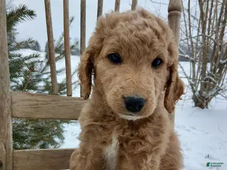 Irish Doodle dogs F1B Max - Ad 5