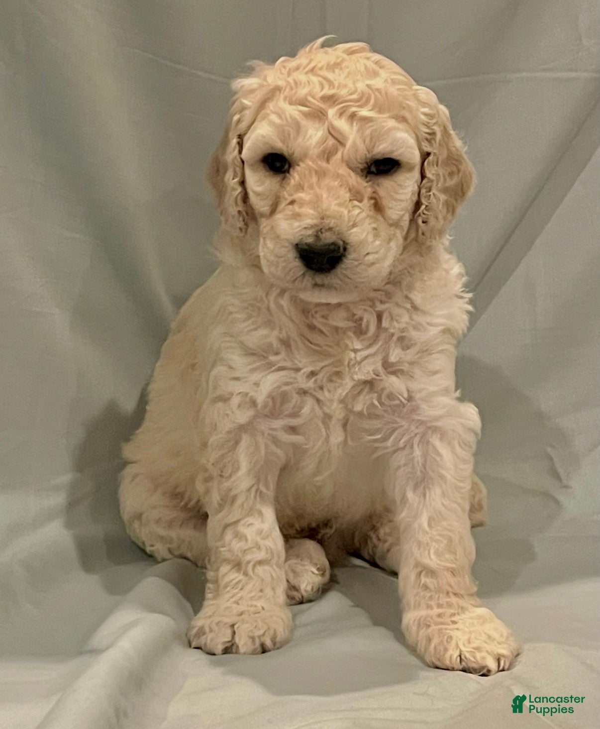 Labradoodle dogs Crinkly - Ad 11