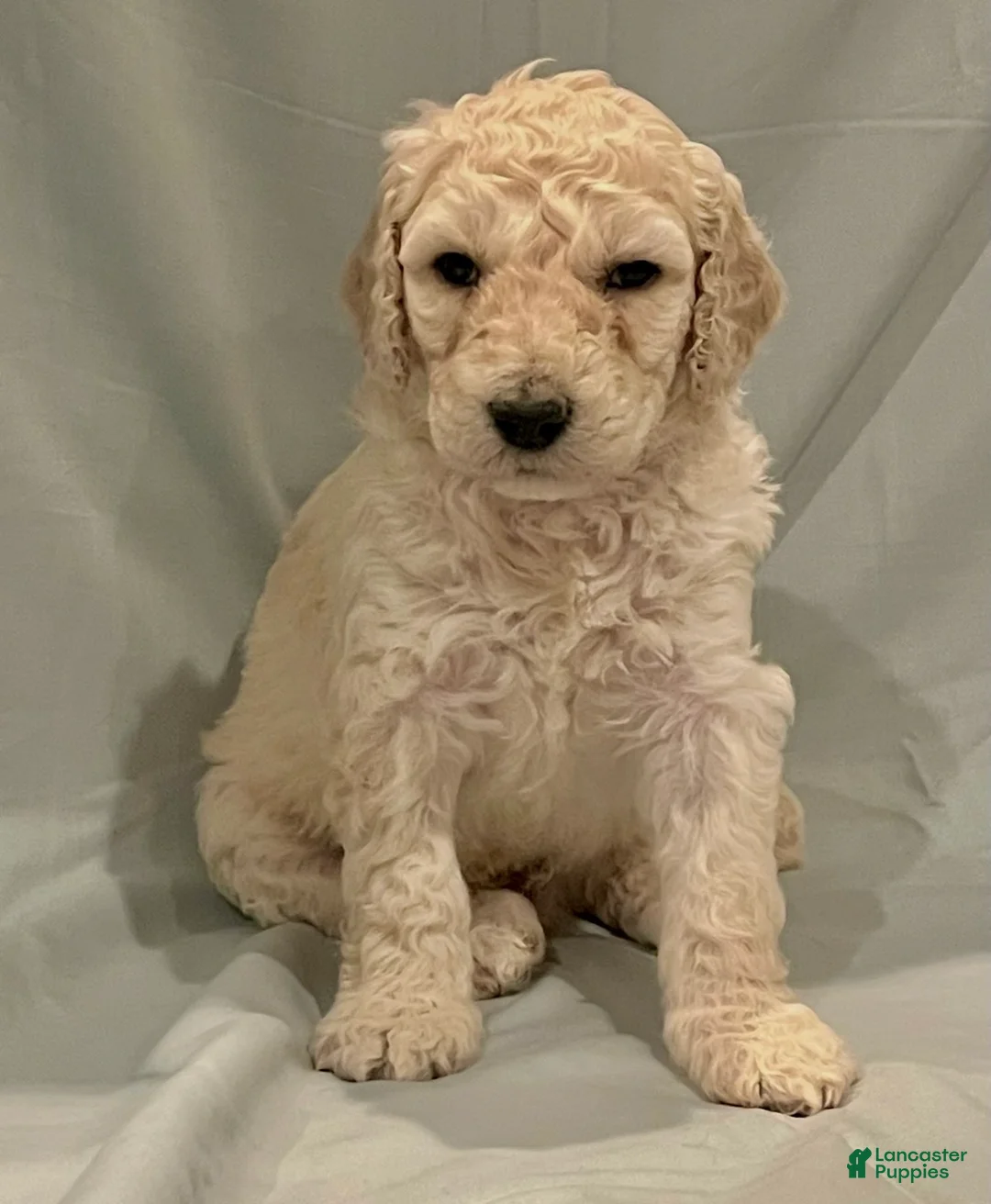 Labradoodle dogs for sale: Crinkly - Ad 1