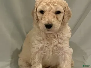 Labradoodle dogs Crinkly - Ad 11