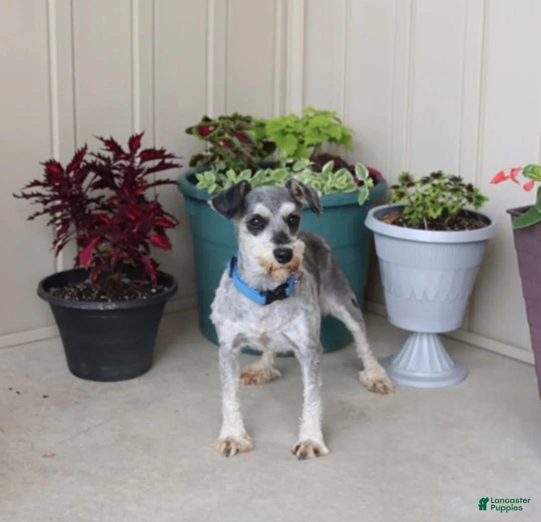 Miniature Schnauzer dogs for sale: Jewel - Ad 6