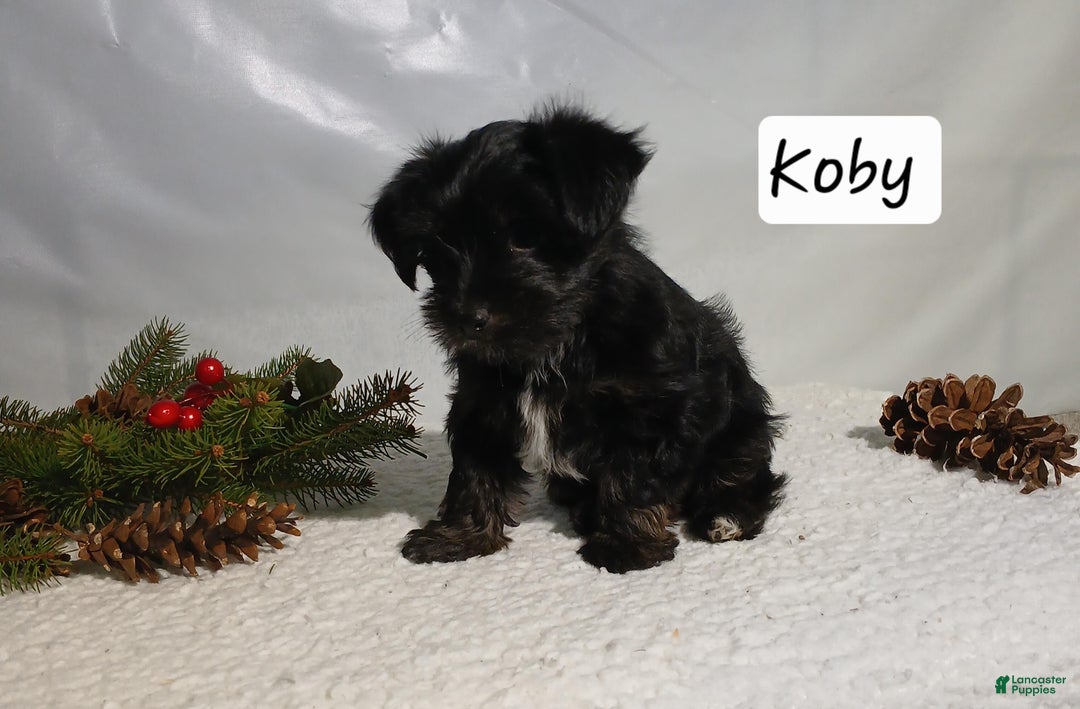 Yorkiepoo dogs for sale: Koby - Ad 2
