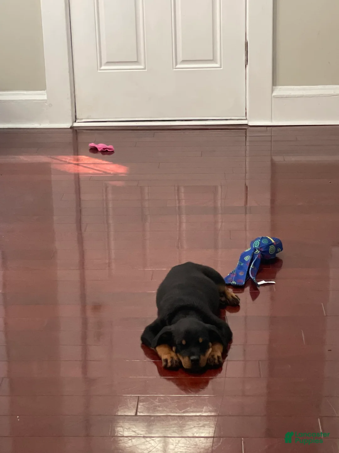 Gallery Image {{count}}