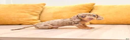 Miniature Dachshund dogs for sale: Ginger - Ad 4