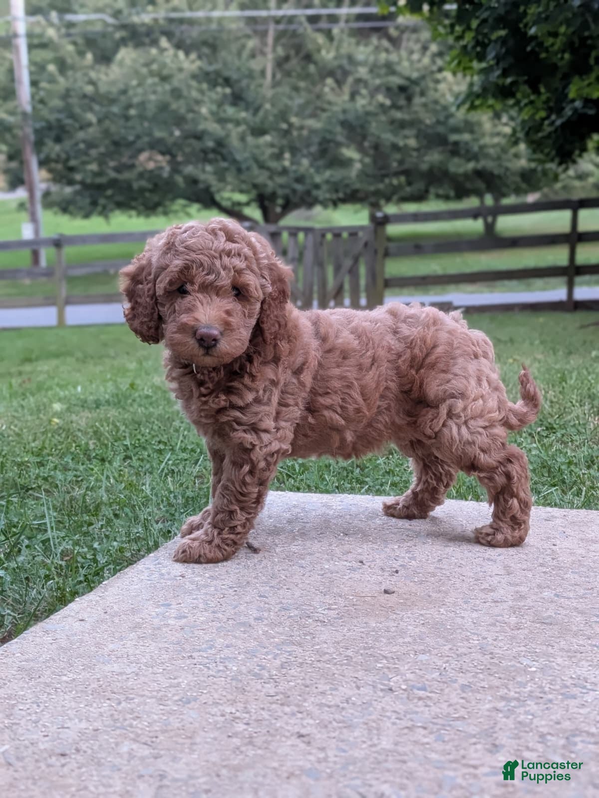 Melanie, Doodle / designer cross
