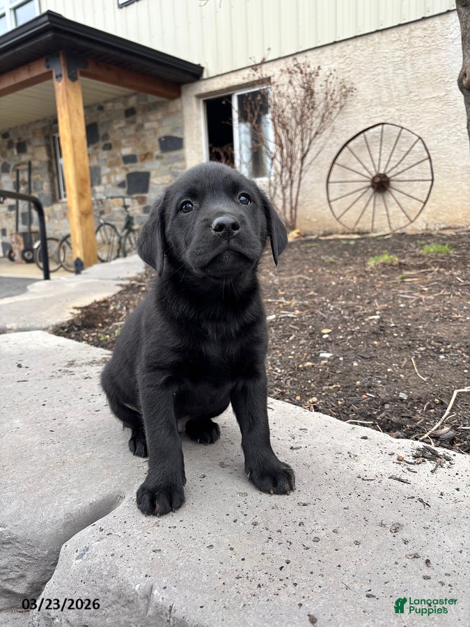 Labrador Retriever dogs George - Ad 1