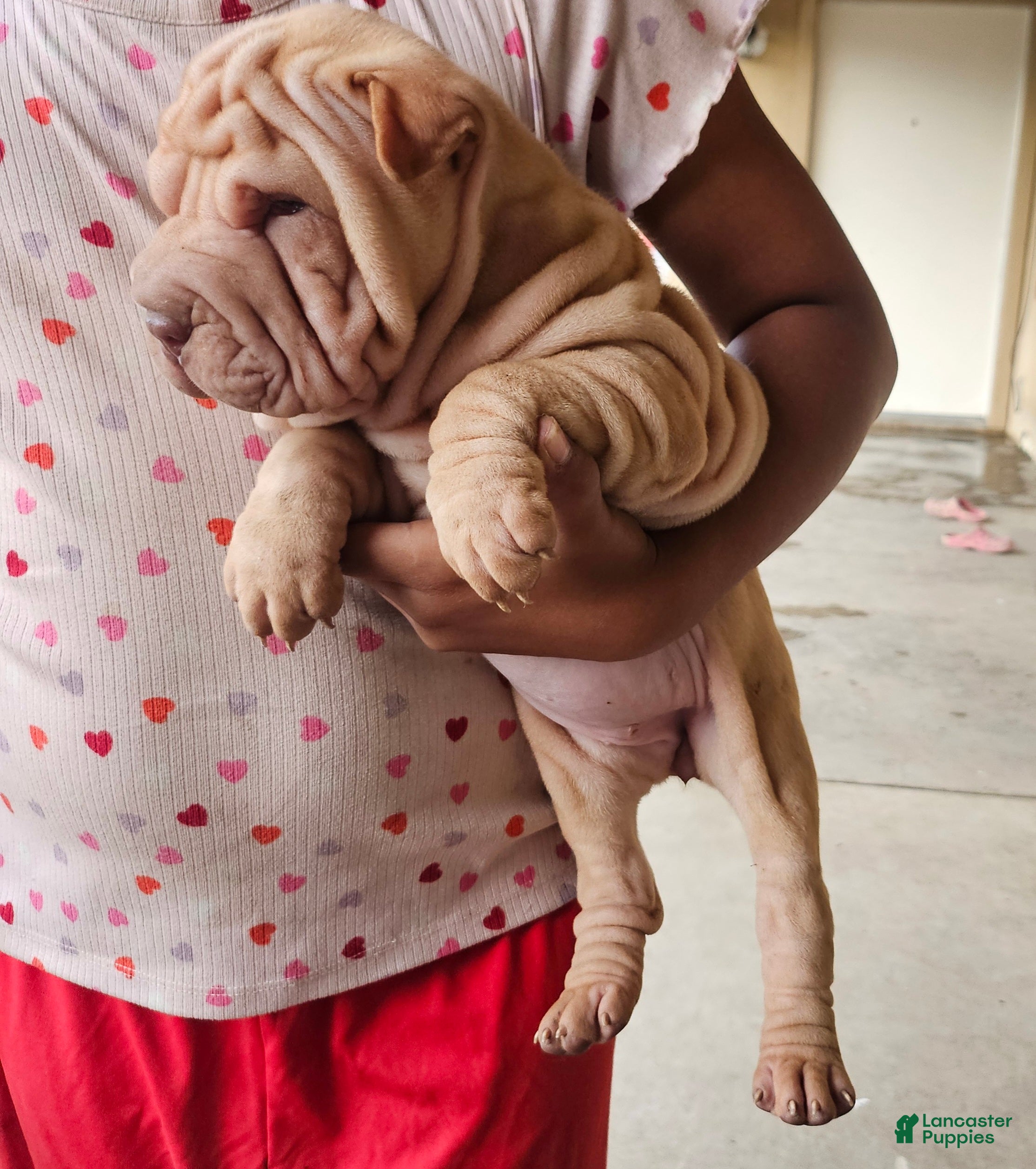 Shar Pei dogs Shar Pei Puppy 4 - Ad 1