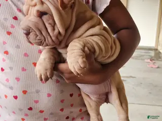 Shar Pei dogs for sale: Shar Pei Puppy 4 - Ad 2