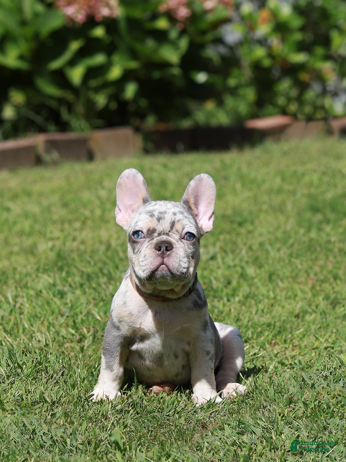 French Bulldog dogs Lora  - Ad 2
