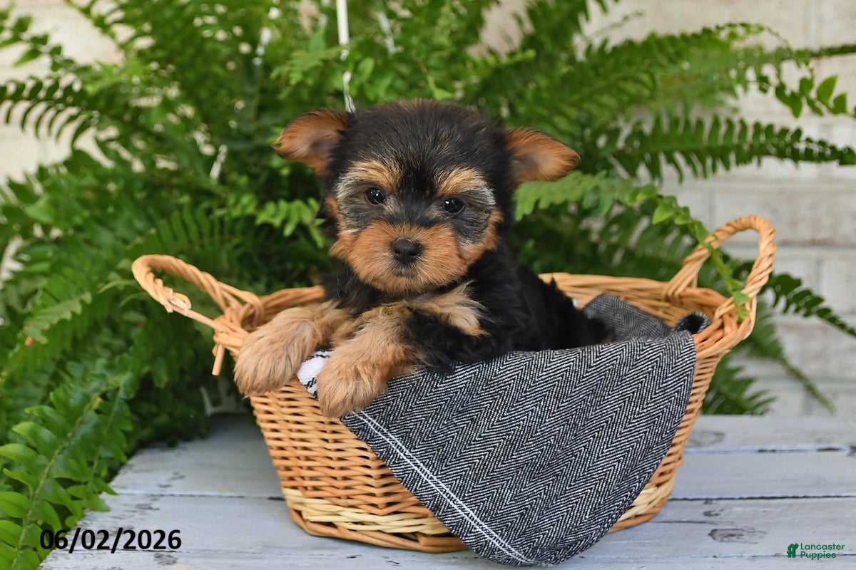 Yorkshire Terrier dogs Waffles - Ad 1