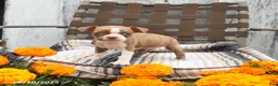 Boston Terrier dogs for sale: Asher - Ad 5