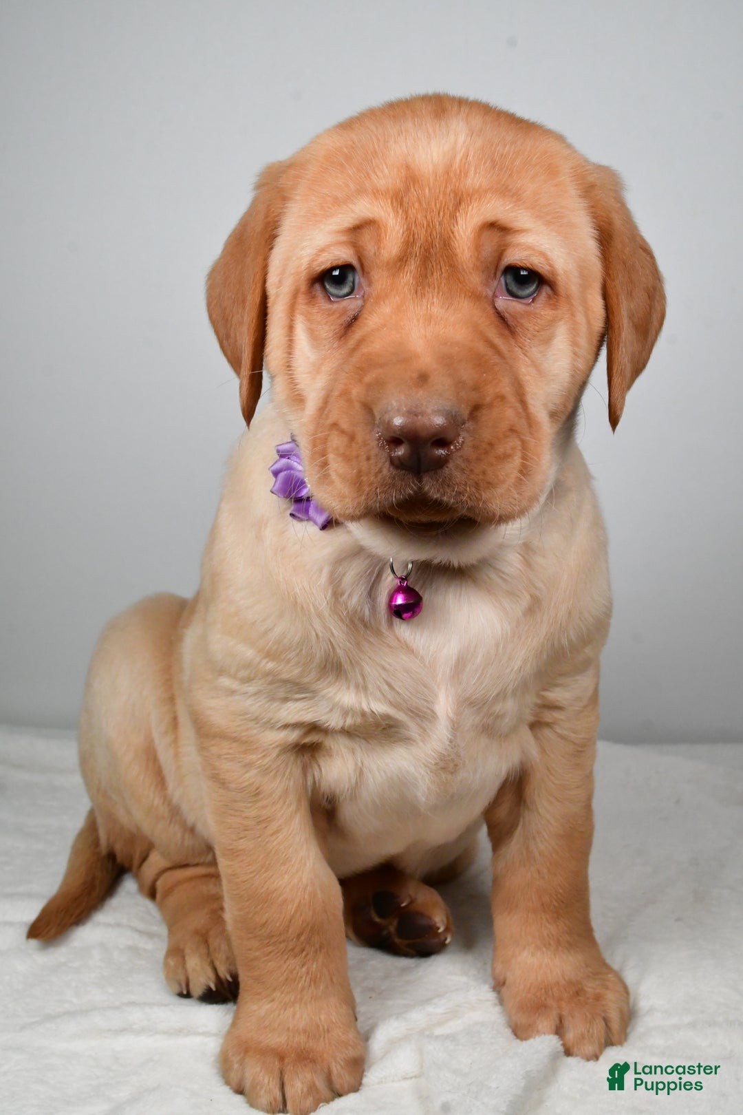Labrador Retriever dogs for sale: Nora - Ad 6