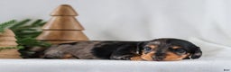 Miniature Dachshund dogs for sale: Ivy - Ad 7