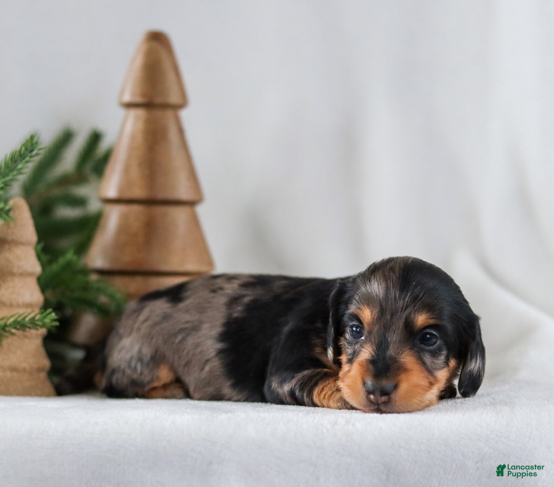 Miniature Dachshund dogs for sale: Ivy - Ad 7