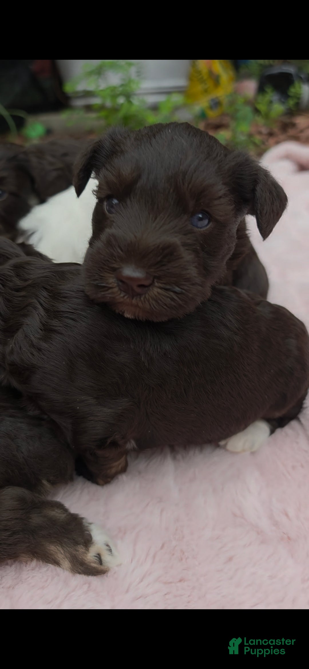 Miniature Schnauzer dogs Truffles  - Ad 2