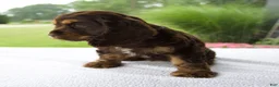 Cocker Spaniel dogs for sale: Chloe - Ad 6