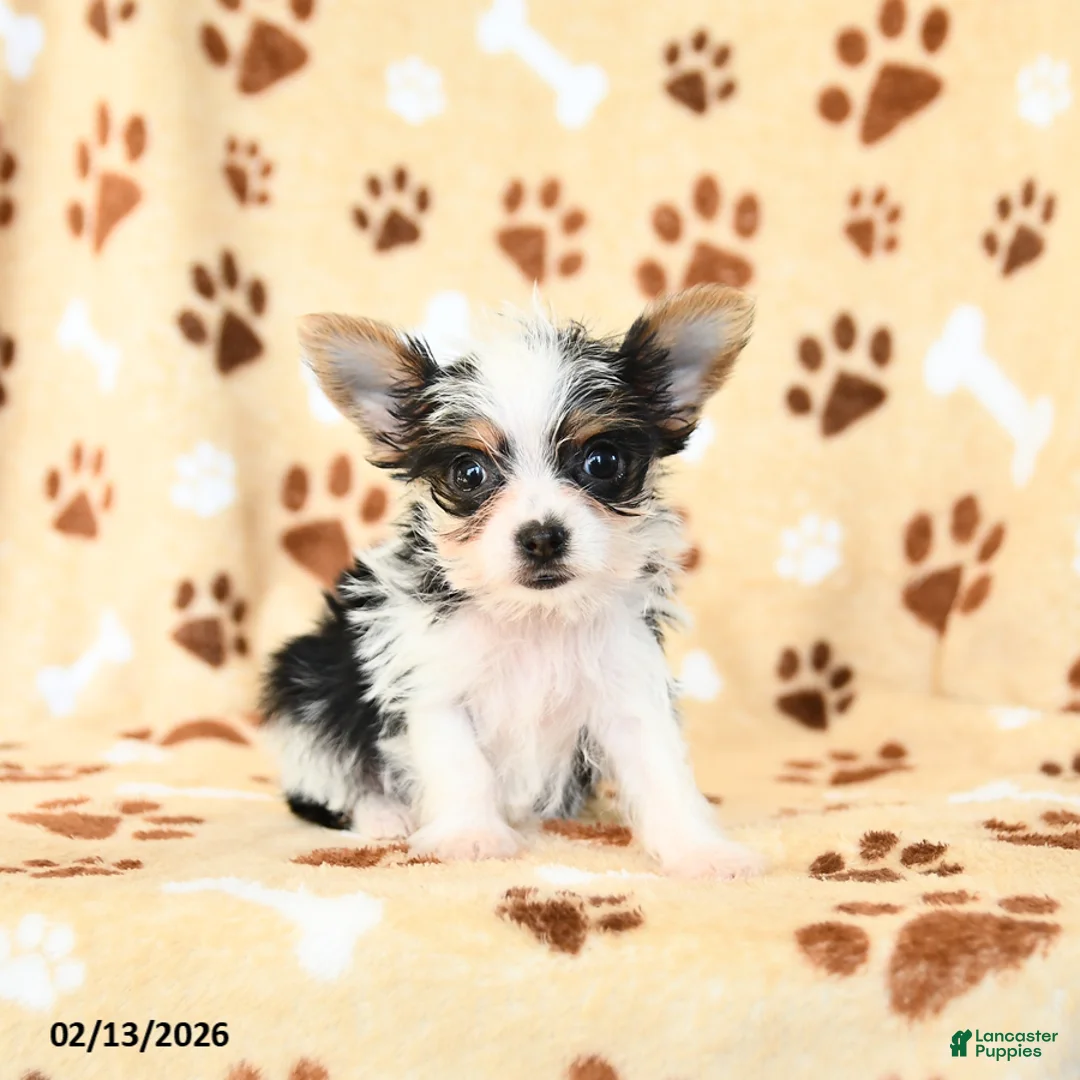 Yorkshire Terrier dogs for sale: Lucy - Ad 2