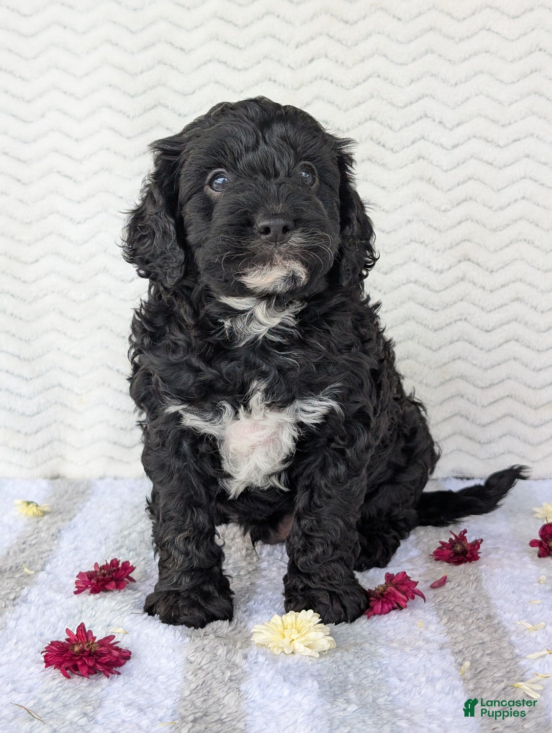 Cavapoo dogs for sale: Bodie - Ad 14