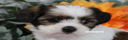 Mixed Breed dogs for sale: Gemma - Ad 11