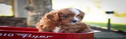 Cavapoo dogs for sale: Kyle🐾 - Ad 13