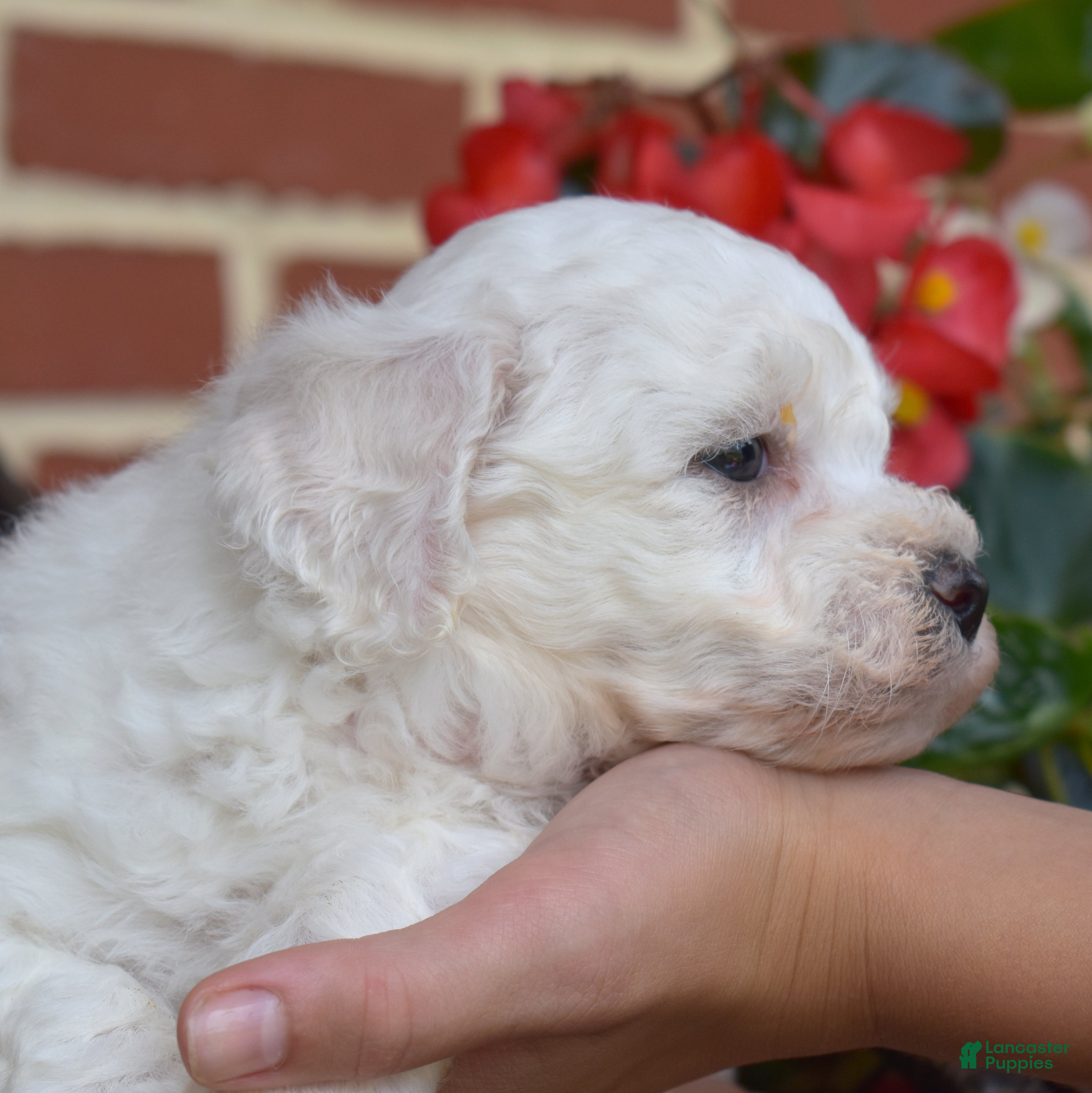 Bichon Frise dogs Snowball - Ad 1