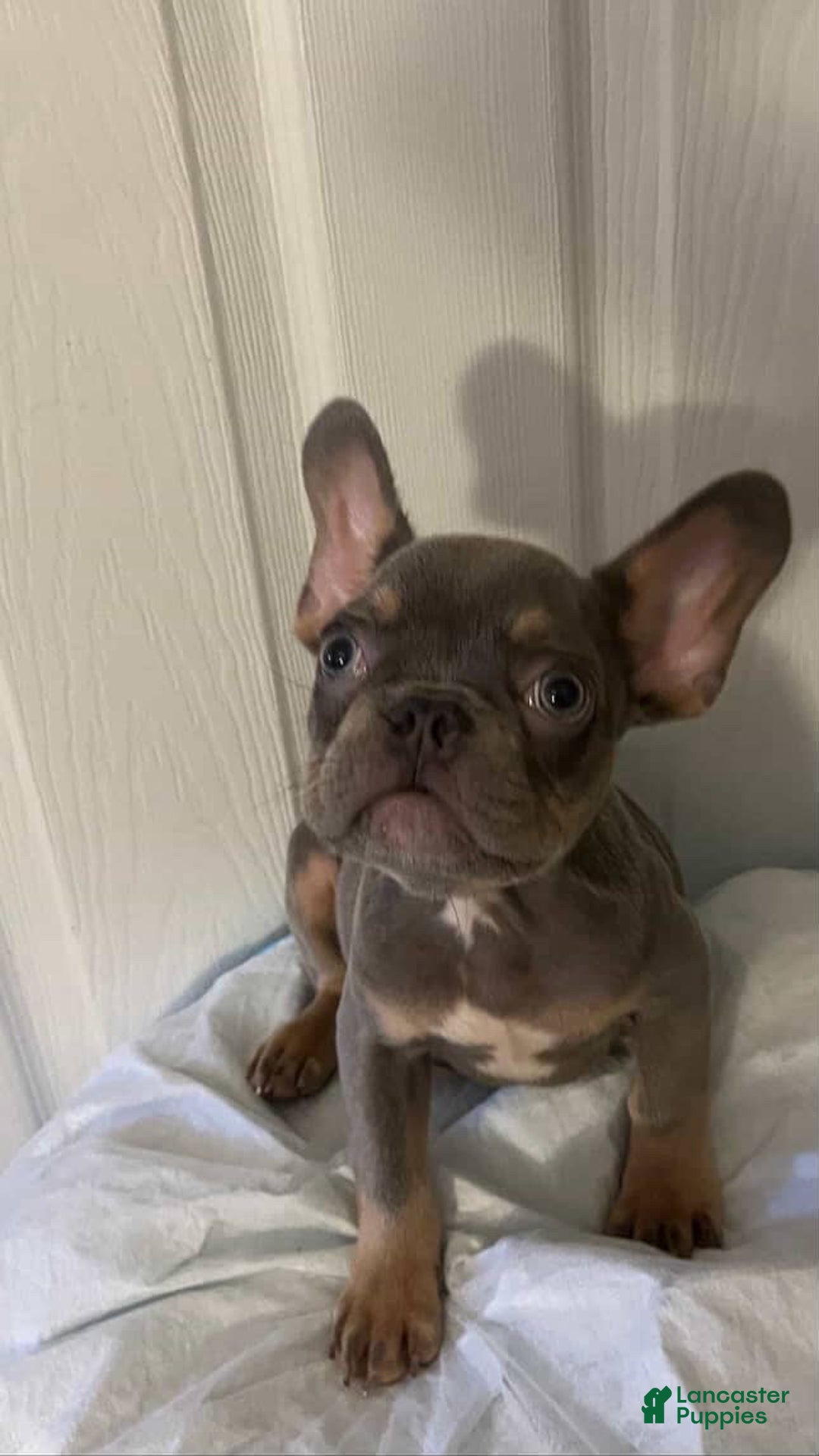 French Bulldog dogs for sale: French Bulldog Puppy 4 - Ad 1