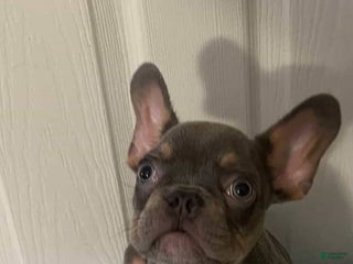 French Bulldog dogs French Bulldog Puppy 4 - Ad 36
