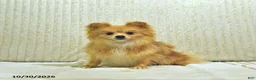 Pomeranian dogs for sale: Teddy bear - Ad 5