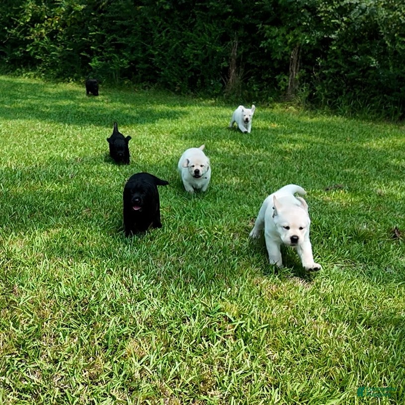 Labrador Retriever dogs Blue - AKC English Lab  - Ad 32