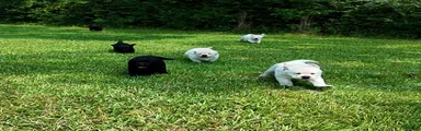 Blue - AKC English Lab 