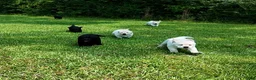 Labrador Retriever dogs for sale: Blue - AKC English Lab  - Ad 1