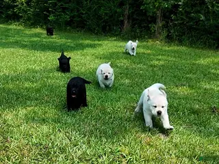 Labrador Retriever dogs Blue - AKC English Lab - Ad 14