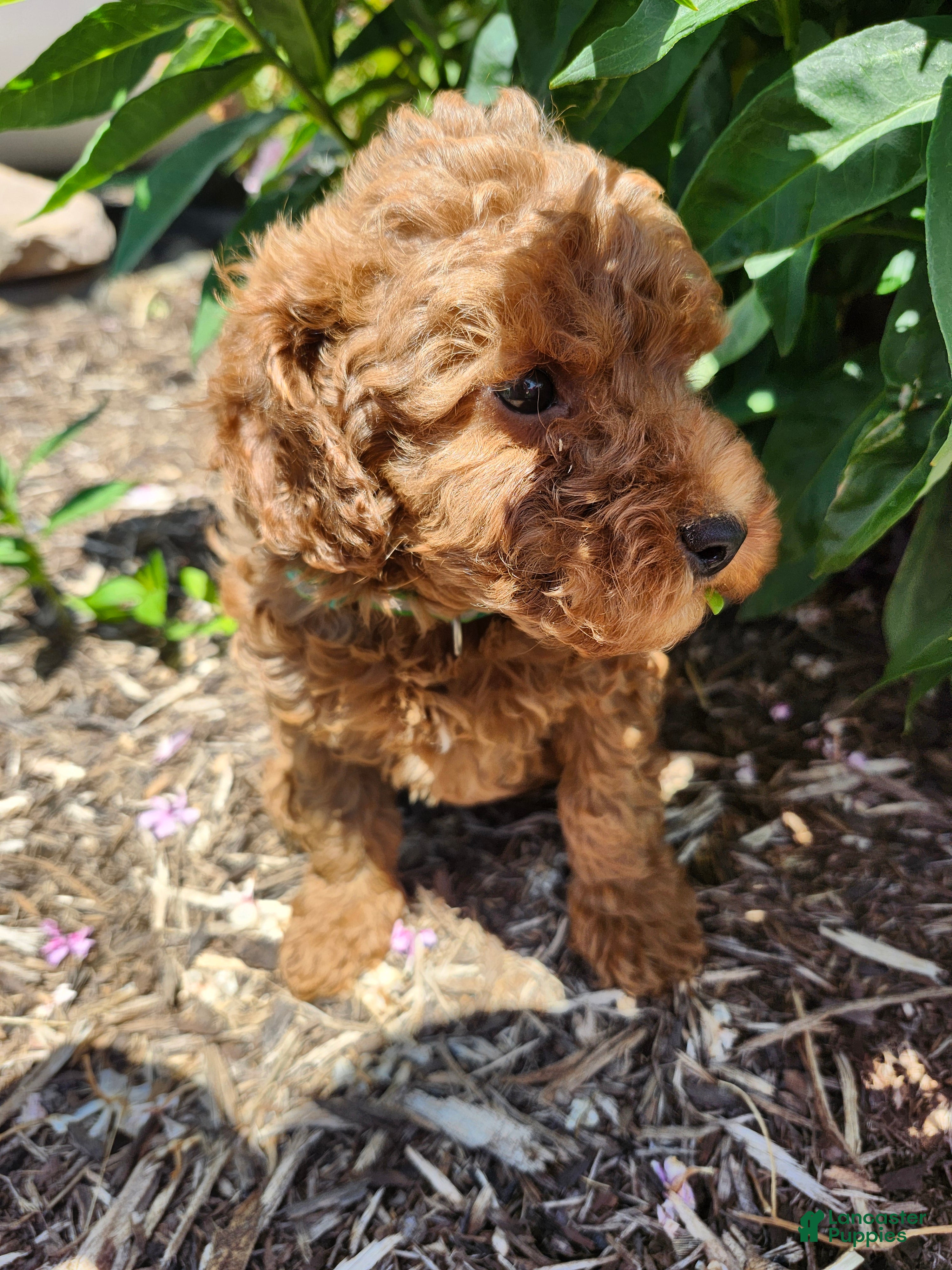 Miniature Poodle dogs Bruce  - Ad 2