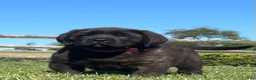 English Mastiff dogs for sale:  Molly - Ad 1