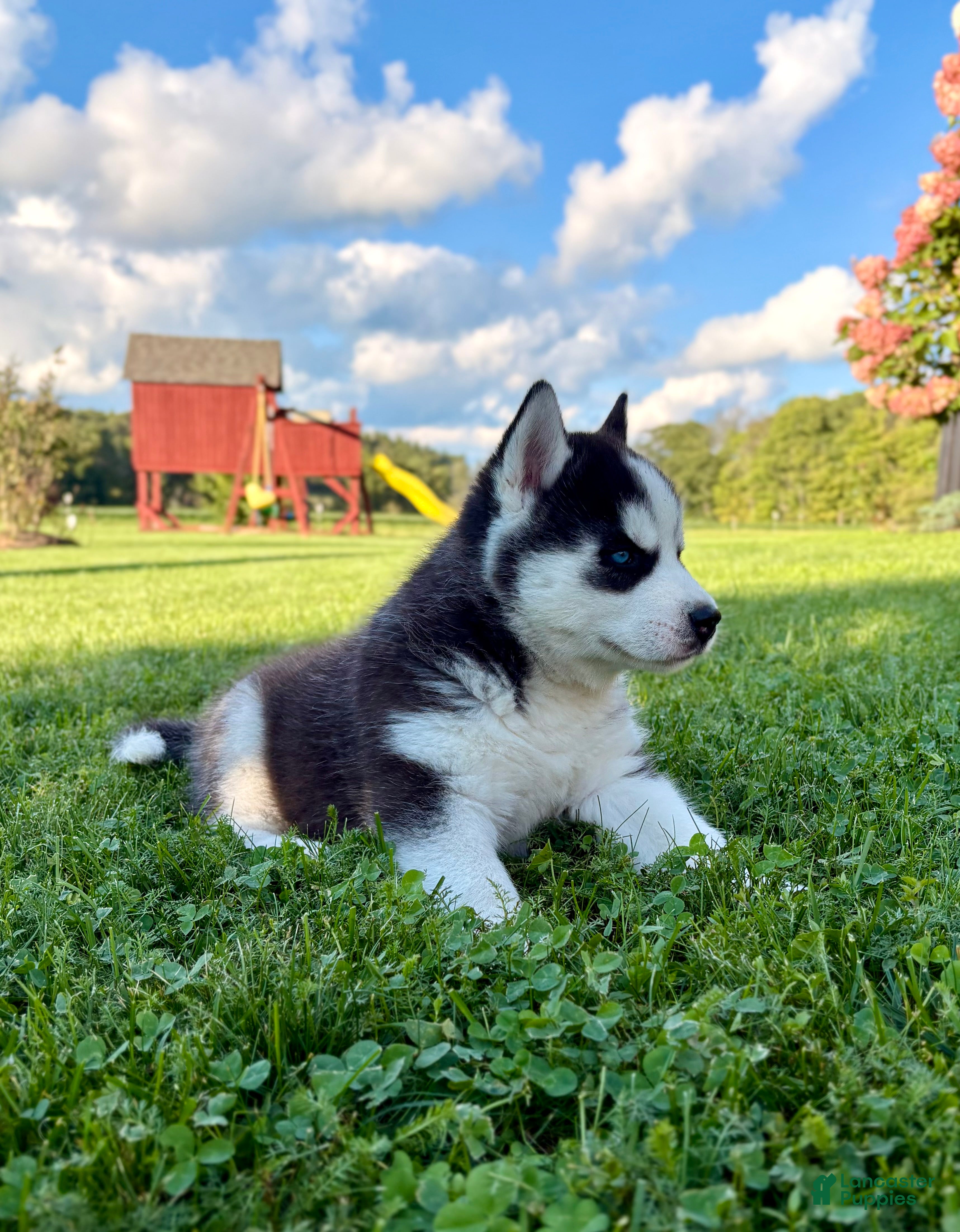 Siberian Husky dogs Bryce - Ad 1