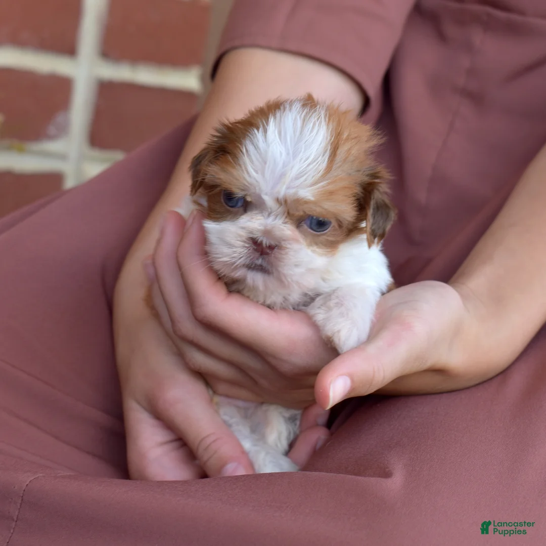 Shih Tzu dogs for sale: Popcorn - Ad 1
