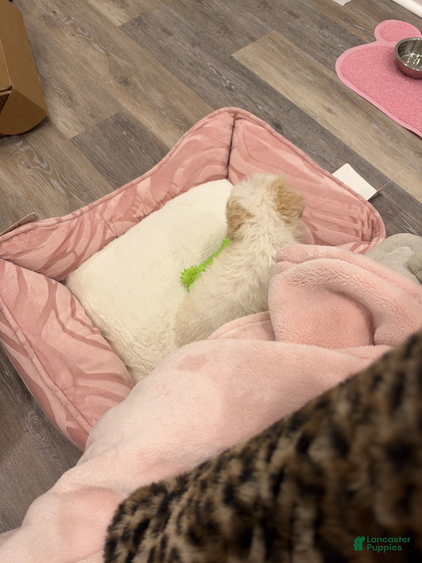 Mini Goldendoodle dogs for sale: Mini Goldendoodle 1 - Ad 2