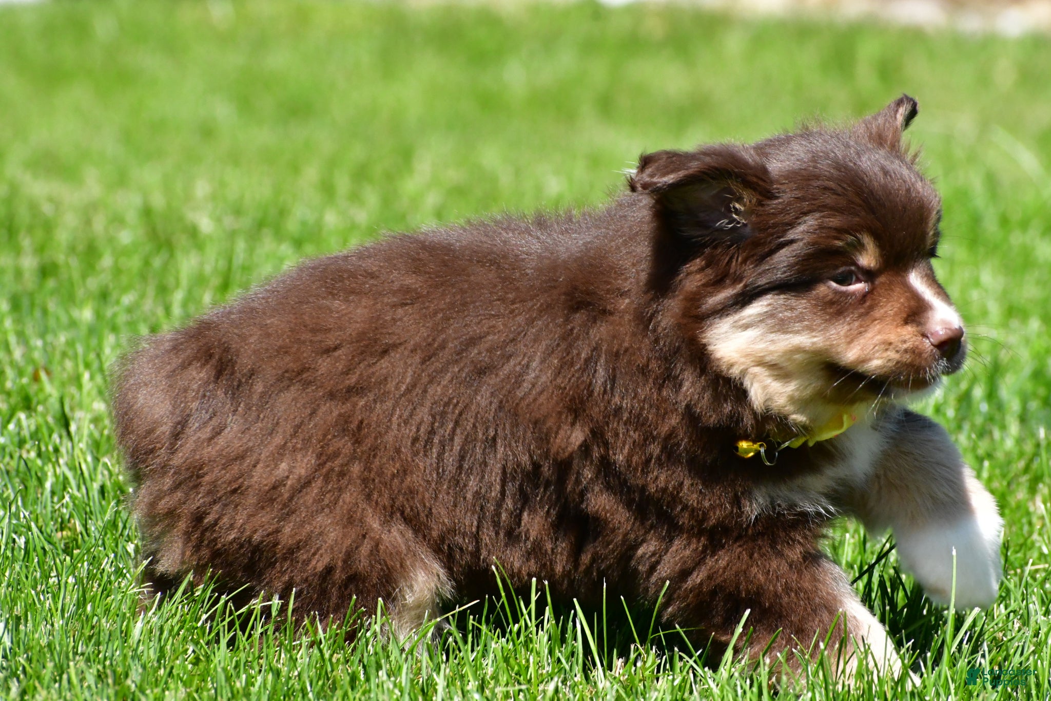 Miniature Australian Shepherd dogs for sale: Bessie - Ad 6