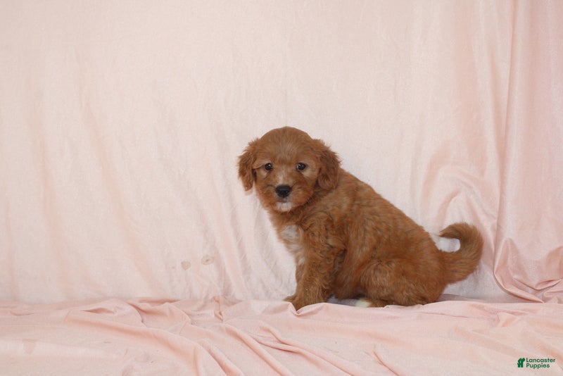 Goldendoodle dogs Wren - Ad 1