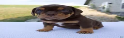 Beabull dogs for sale: Stella - Ad 4