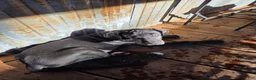 Great Dane dogs for sale: Great Dane 2 Black collar - Ad 2