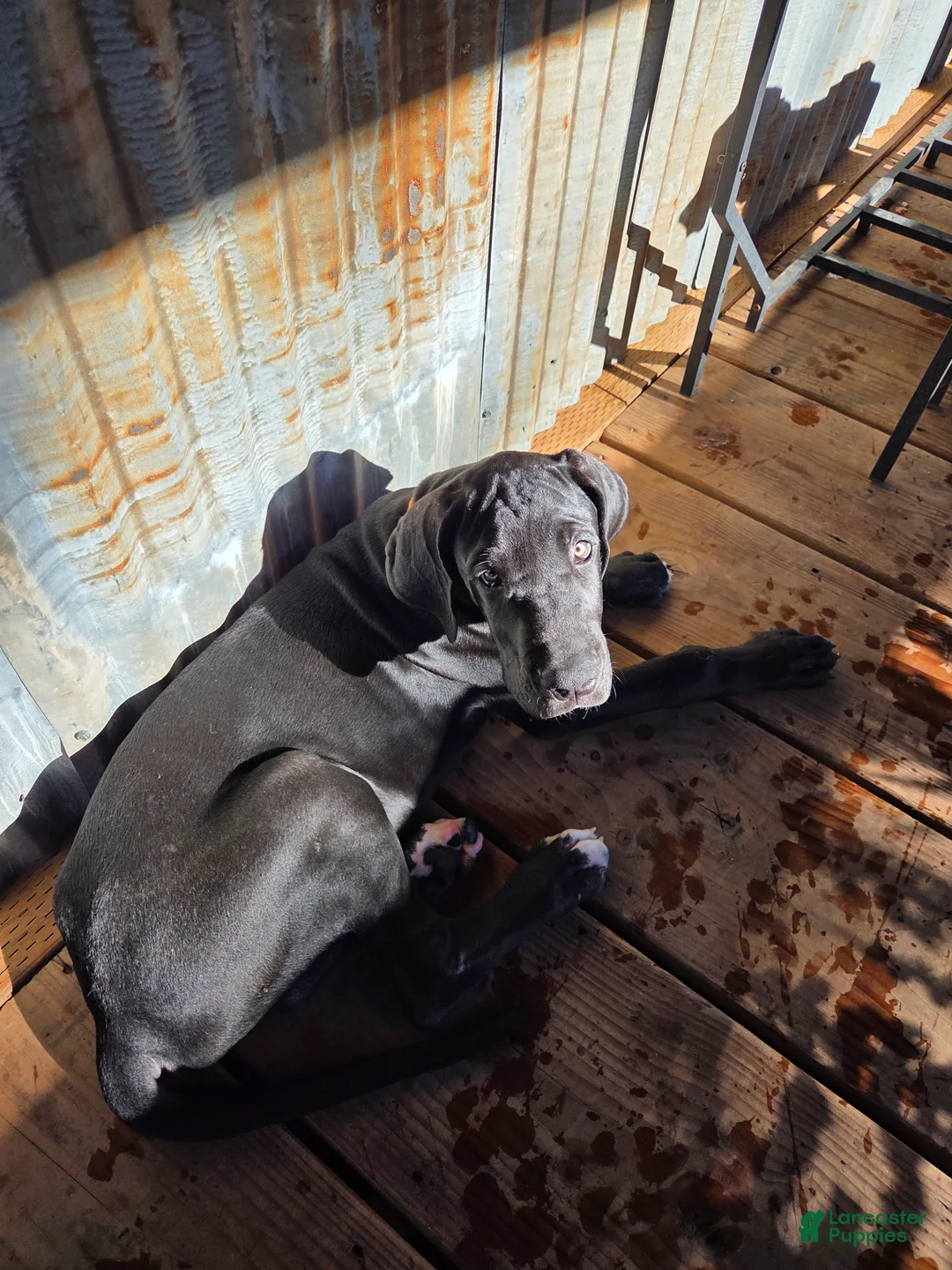 Great Dane dogs for sale: Great Dane 2 Black collar - Ad 2