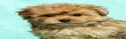 Pomapoo dogs for sale: Gavin - Ad 8