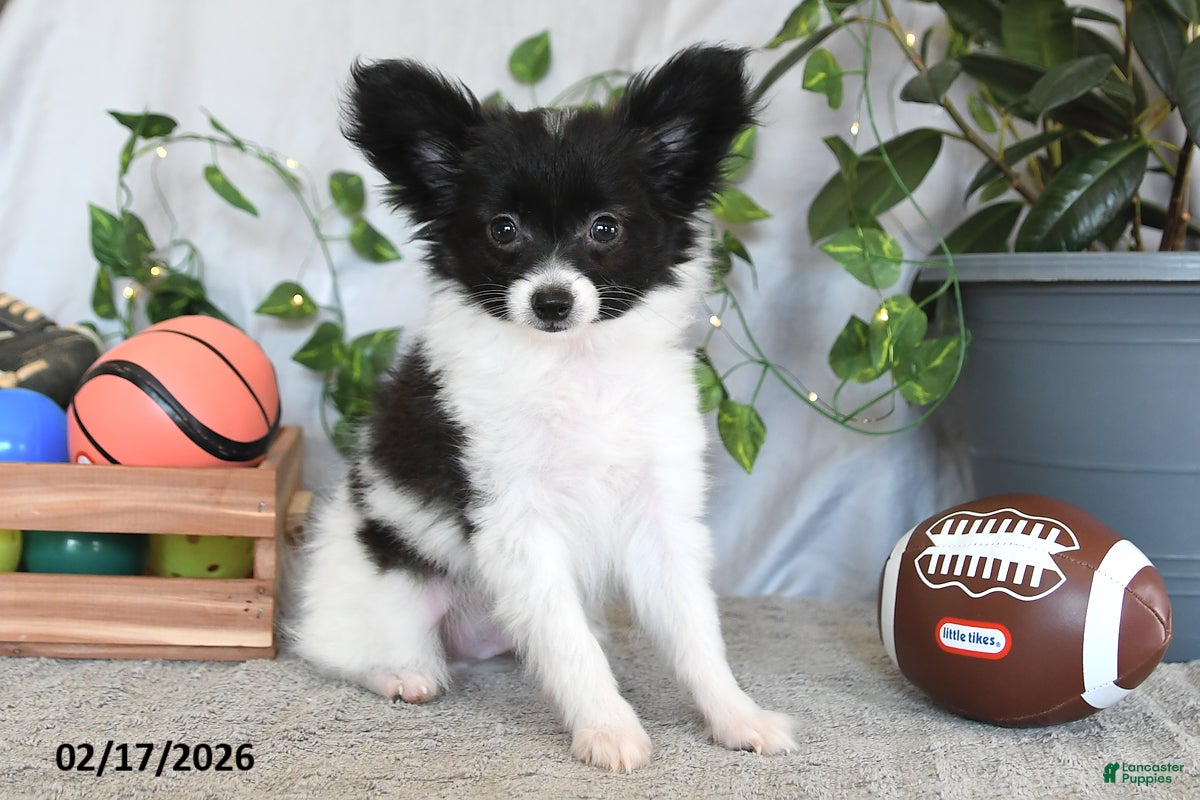 Papillon dogs Chocolate - Ad 1