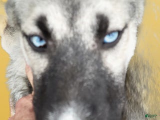 Gerberian Shepsky dogs Bella - Ad 26