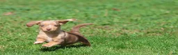 Mixed Breed dogs for sale: Sausage Rolls - Ad 4